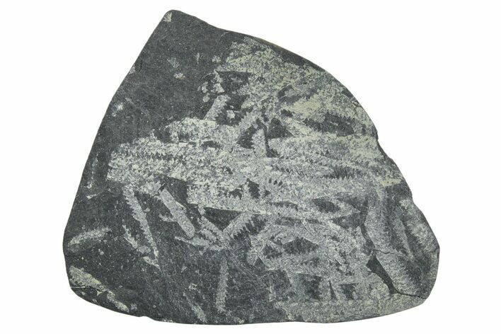 Fossil Graptolite (Didymograptus) Cluster - Wales #353833